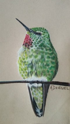Anna's Hummingbird-colored pencil