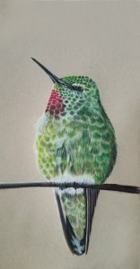 Anna's Hummingbird-CP-noSig