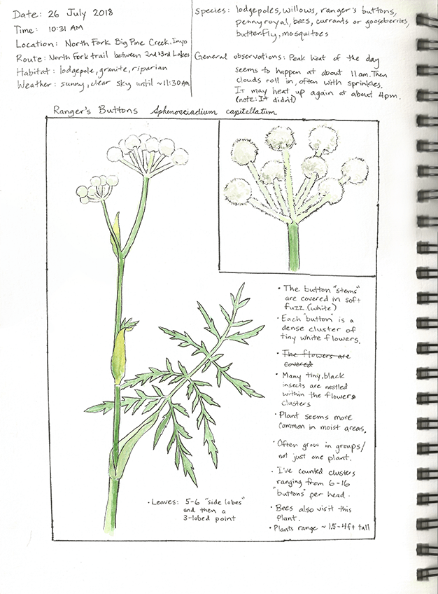 Journal-Rangersbuttons-26July2018-72ppi